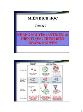Bài giảng Miễn dịch học - Chương 2: Kháng nguyên (Antigen) & Hiện tượng trình diện kháng nguyên