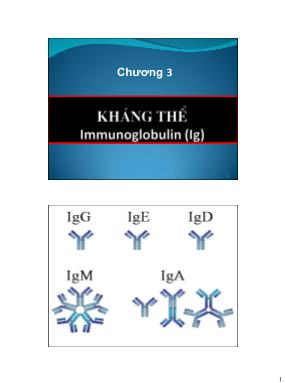 Bài giảng Miễn dịch học - Chương 3: Kháng thể Immunoglobulin