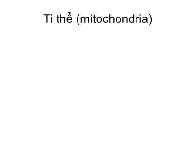 Bài giảng Sinh học tế bào - Bài: Ti thể (Mitochondria)