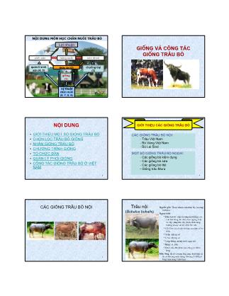 Bài giảng Chăn nuôi trâu bò - Giống và công tác giống trâu bò