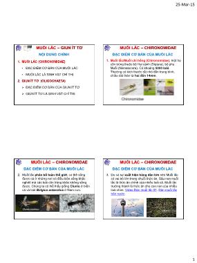 Bài giảng Chỉ thị sinh học môi trường - Bài 6: Muỗi lắc – Chironomidae - Nguyễn Thế Nhã