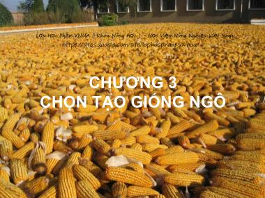 Bài giảng Chọn tạo giống cây trồng - Chương 3: Chọn tạo giống ngô - Học Viện Nông Nghiệp Việt Nam