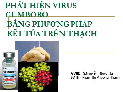 Báo cáo đề tài Phát hiện virus Gumboro bằng phương pháp kết tủa trên thạch - Phan Thị Phương Thanh