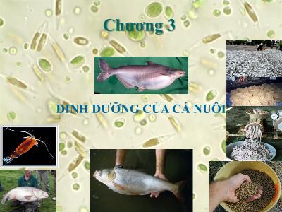 Bài giảng Kỹ thuật sản xuất cá giống - Chương 3: Dinh dưỡng của cá nuôi - Võ Ngọc Thám
