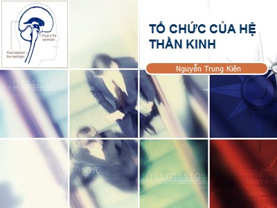 Bài giảng Tổ chức của hệ thần kinh - Nguyễn Trung Kiên
