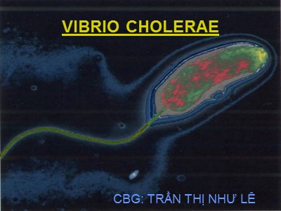 Bài giảng Vibrio cholerae - Trần Thị Như Lê
