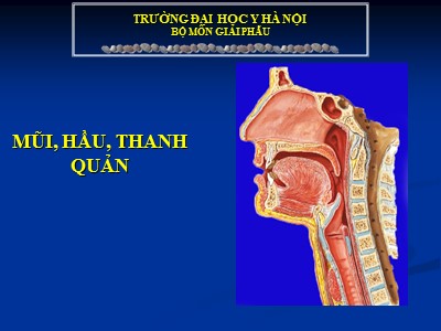 Bài giảng Giải phẫu - Chương: Mũi, hầu, thanh quản